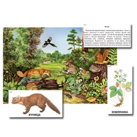 Магнитный плакат-аппликация "Лес: биоразнообразие и взаимосвязи в сообществе" - «globural.ru» - Лангепас
