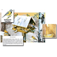 Магнитный плакат-аппликация "Биоразнообразие и экологические группы. Птицы зимой" - «globural.ru» - Лангепас