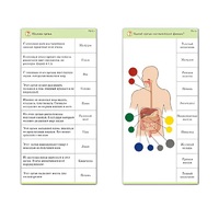 Комплект карточек (10) "Обучающий калейдоскоп. Человек" - «globural.ru» - Лангепас