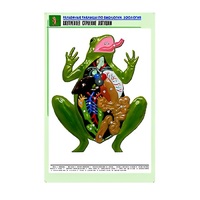 Рельефная таблица "Внутреннее строение лягушки" (формат А1, матовое ламинир.) - «globural.ru» - Лангепас