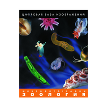 Зоология. Микрофотографии. (Цифровая база изображений) - «globural.ru» - Лангепас